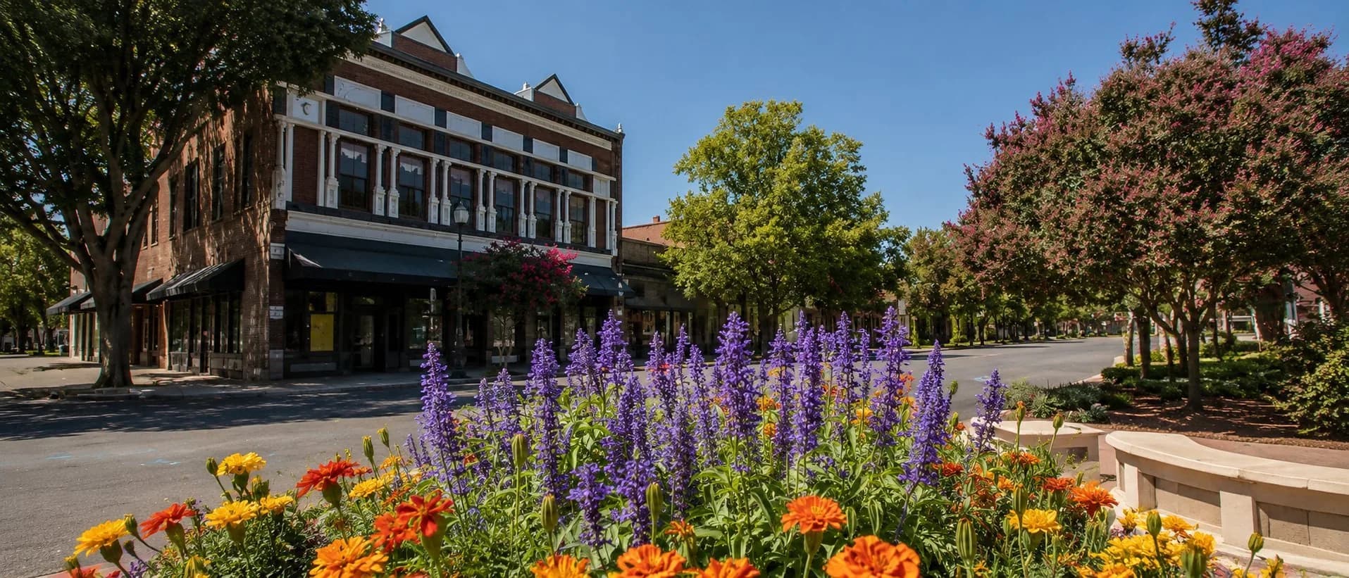 Downtown Vacaville's Main Street lined with flowering trees and salvia in bloom