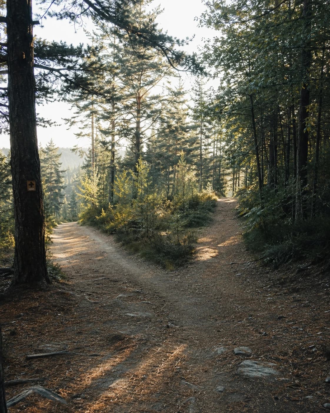 A forest trail splitting into two paths in soft morning light