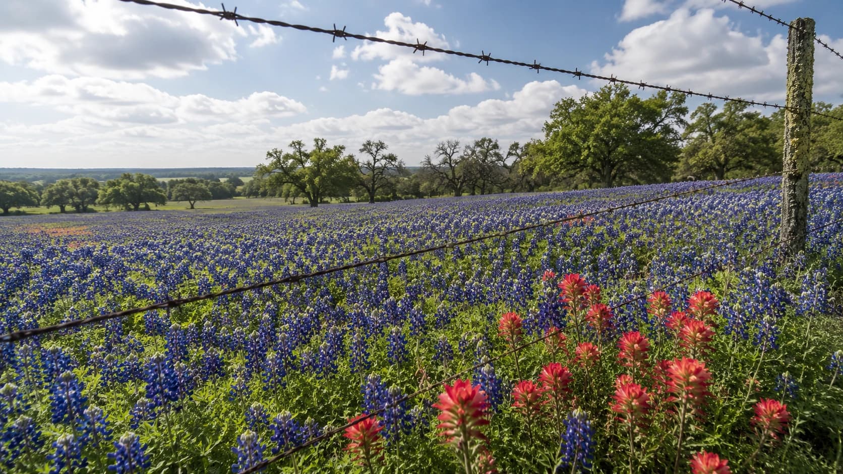 A North Texas field of bluebonnets and Indian paintbrush wildflowers behind a barbed-wire fence