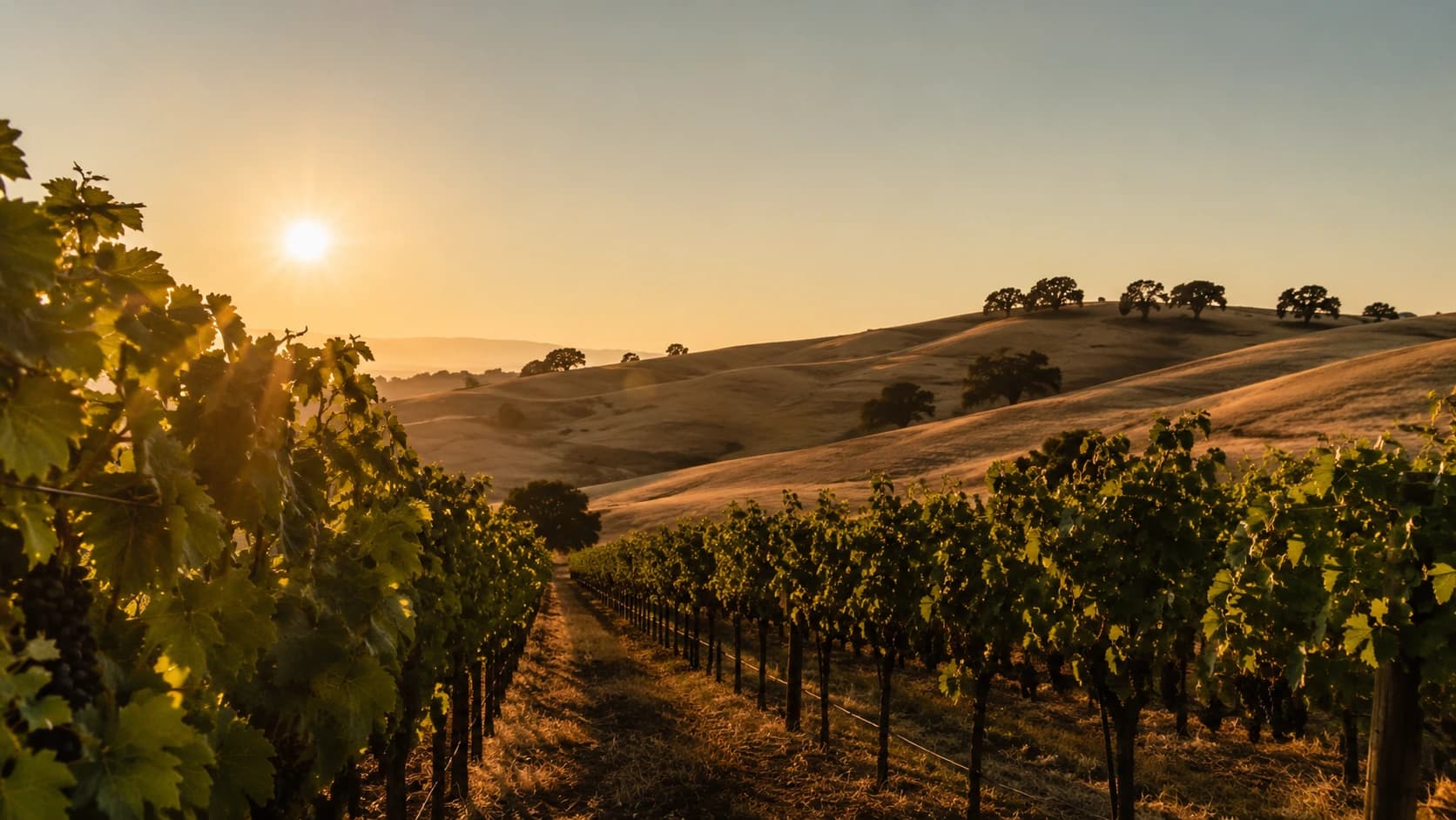 A Northern California vineyard at golden hour, with rolling oak-studded hills in the distance
