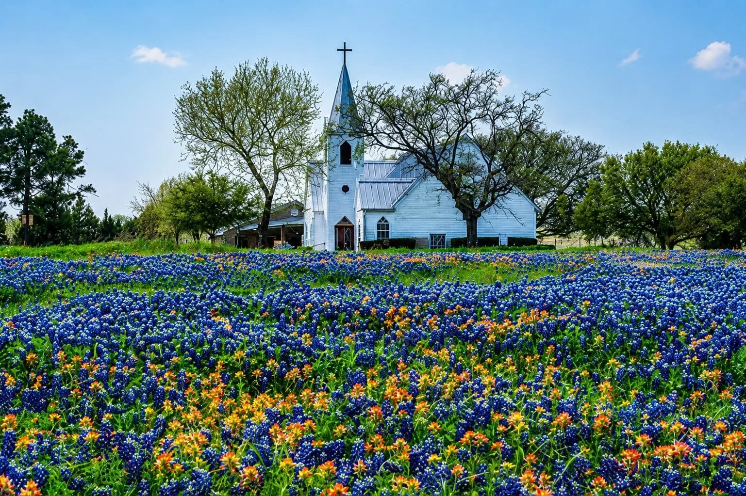 A small white country church surrounded by a field of Texas bluebonnets